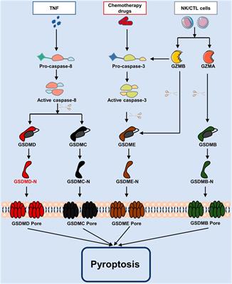 Frontiers Mechanism Of Pyroptosis In Neurodegenerative Diseases And